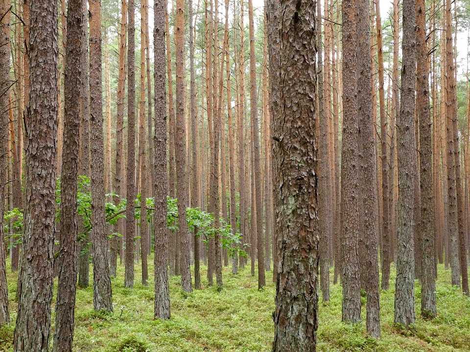 forest tree trunks wood free photo on pixabay christmas tree with wood trunk