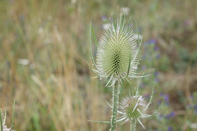 Free Spine Beautiful Flowers photo and picture