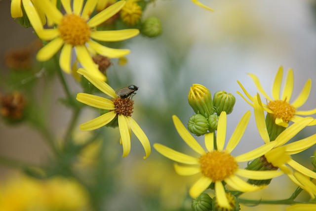 Free Fly Flower photo and picture