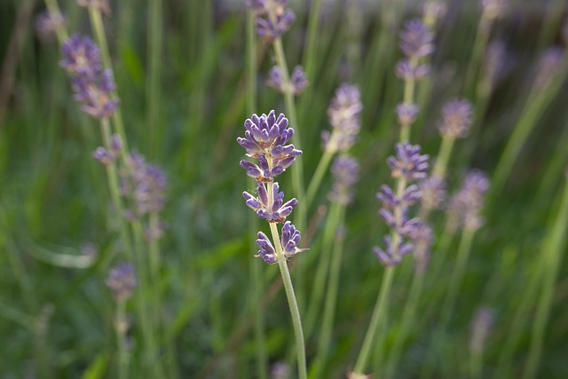 Free Lavender Plant photo and picture