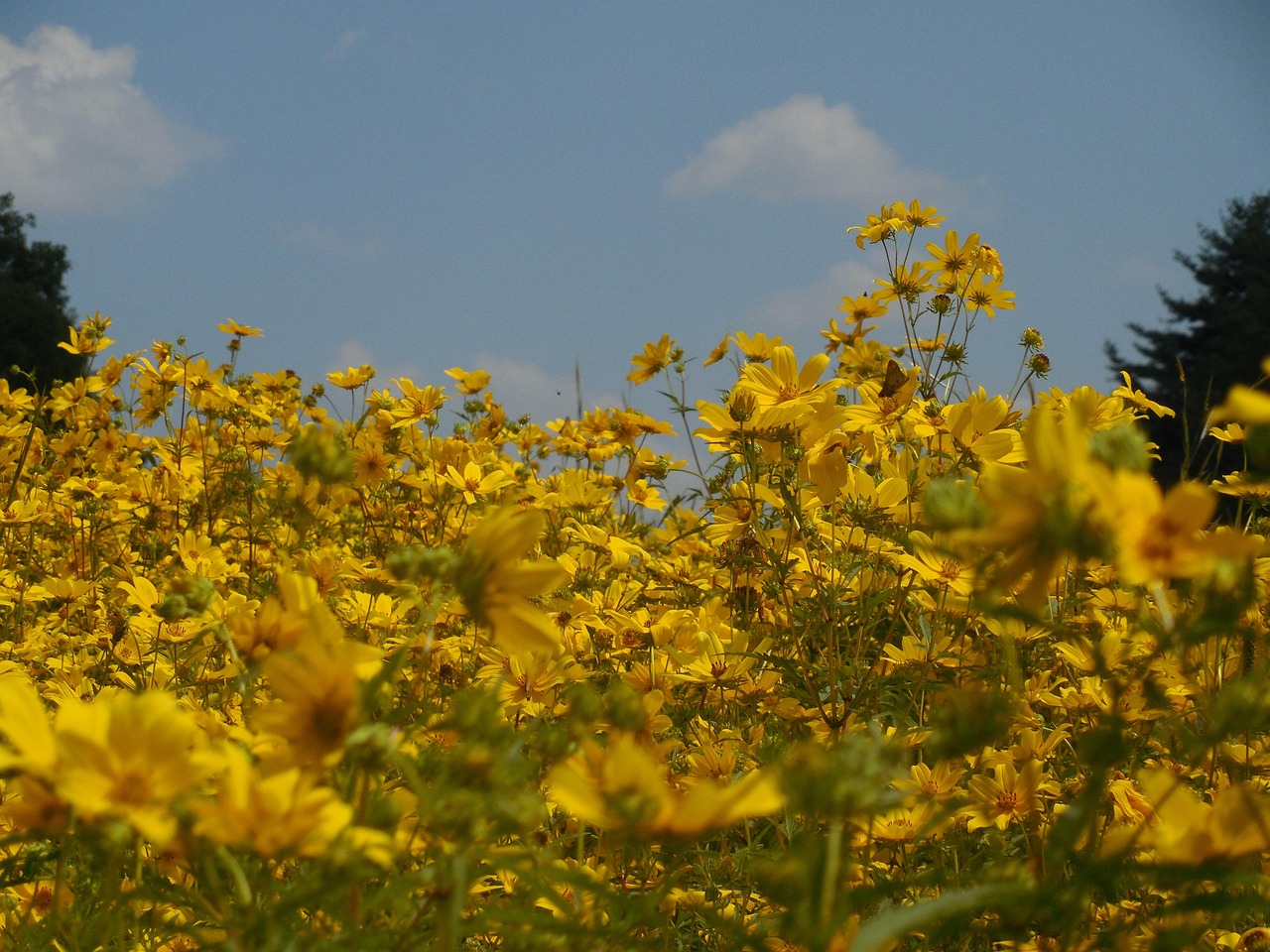 Campo Flores Silvestres Foto gratuita no