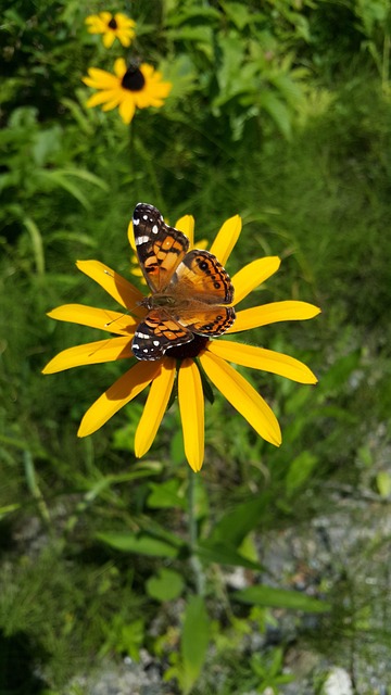 Fluture, Galben, Floare, Natura