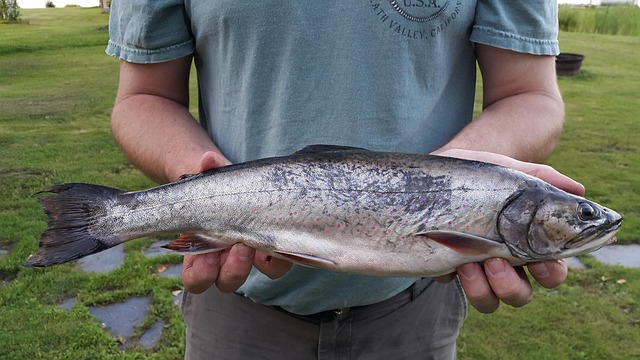 Maine, Moosehead Lake, Păstrăv De Pârâu