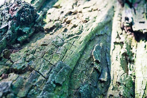 Free Tree Texture photo and picture