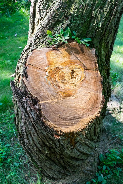 Free Tree Cut photo and picture