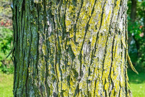 Free Tree Beautiful Wallpaper photo and picture