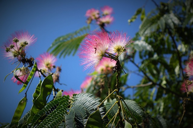 Blomst, Blomster, Sommerblomster, Natur