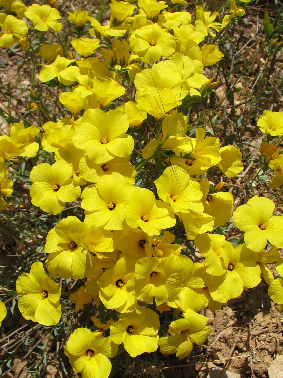 Linseed Yellow Flowers - Free photo on Pixabay - Pixabay