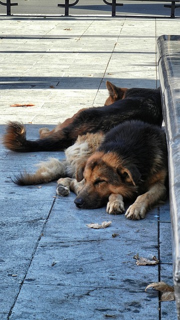 Hund, Schlaf, Schlafen, Tier, Ruhe