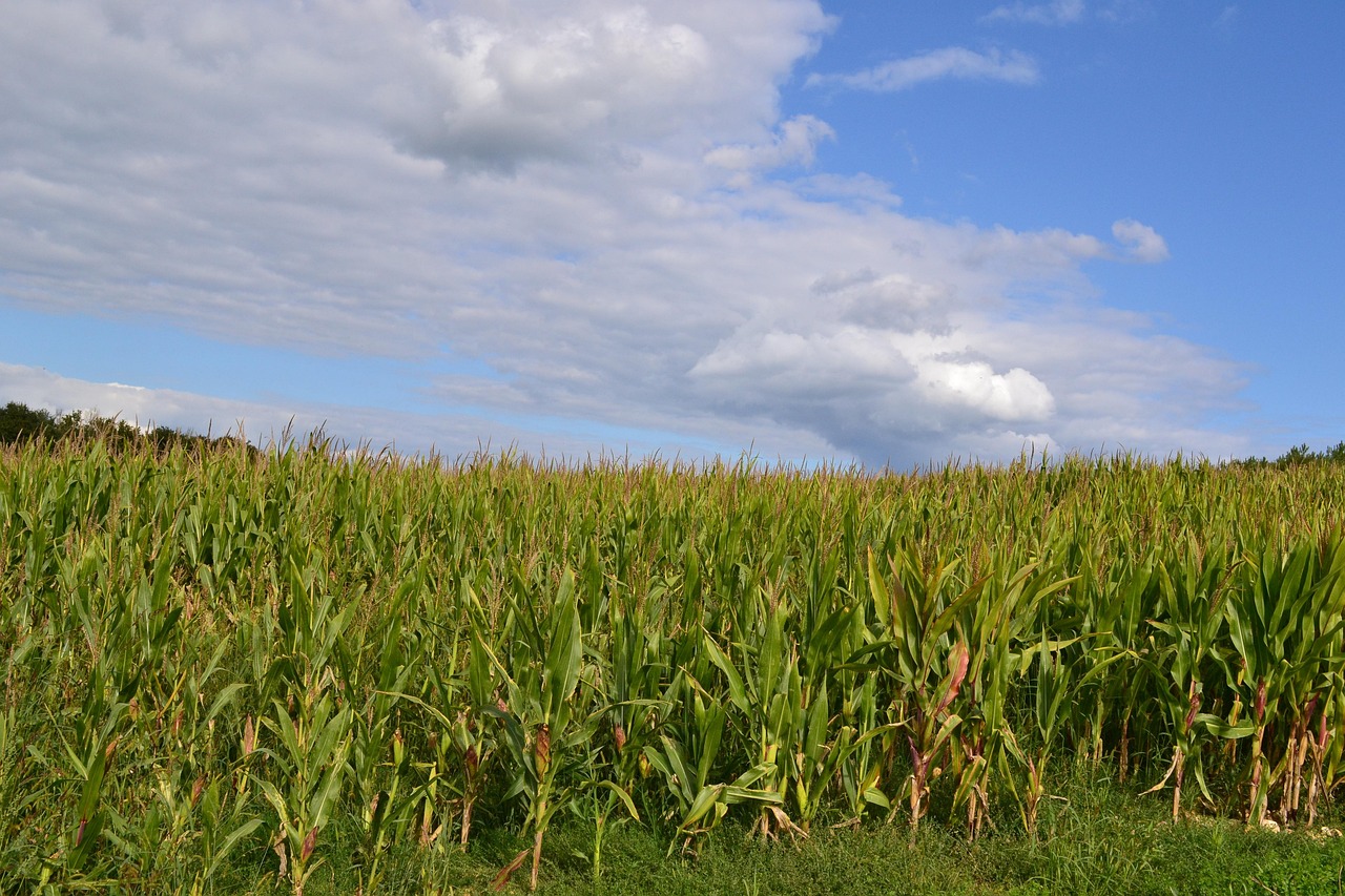 Corn Fields Field Agriculture Free photo on Pixabay