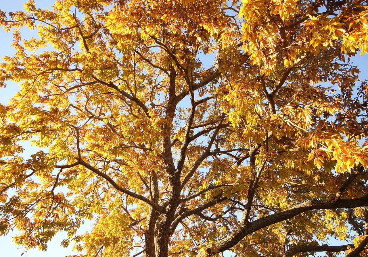 Autumn Golden Tree - Free photo on Pixabay