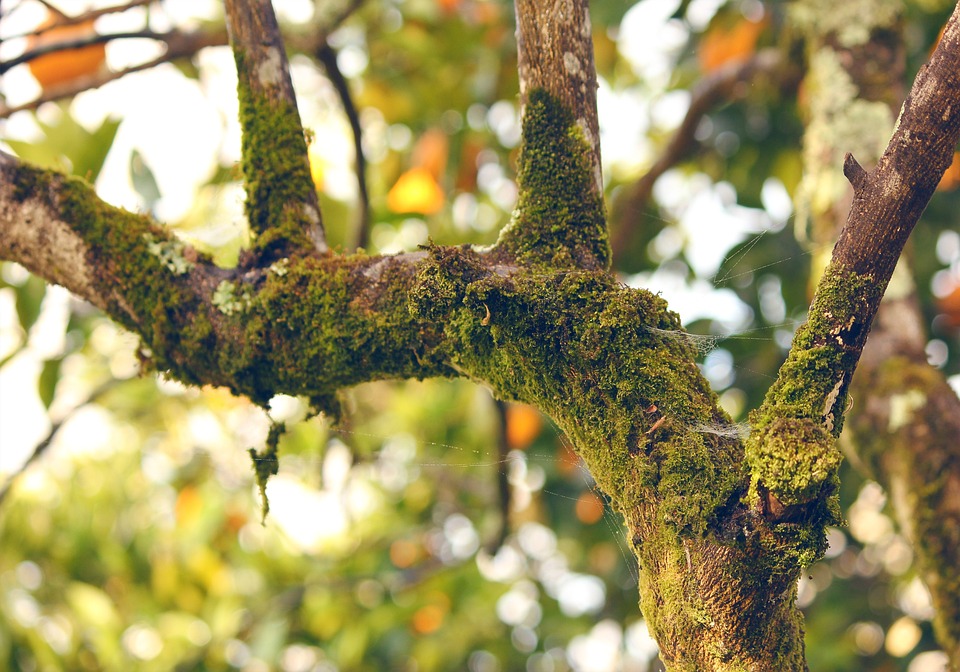 moss orange tree branch free photo on pixabay