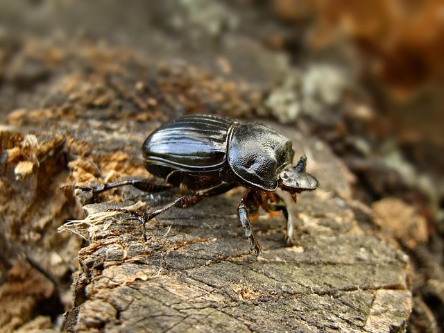 Käfer, Natur, Baum, Schwarz, Insekten