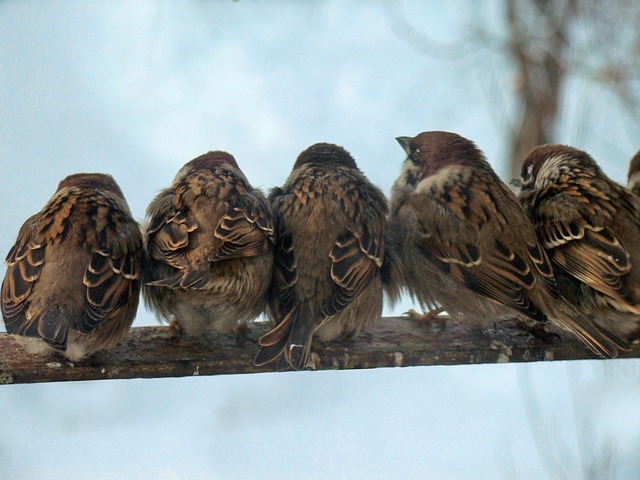 Vögel, Barsch, Sperling