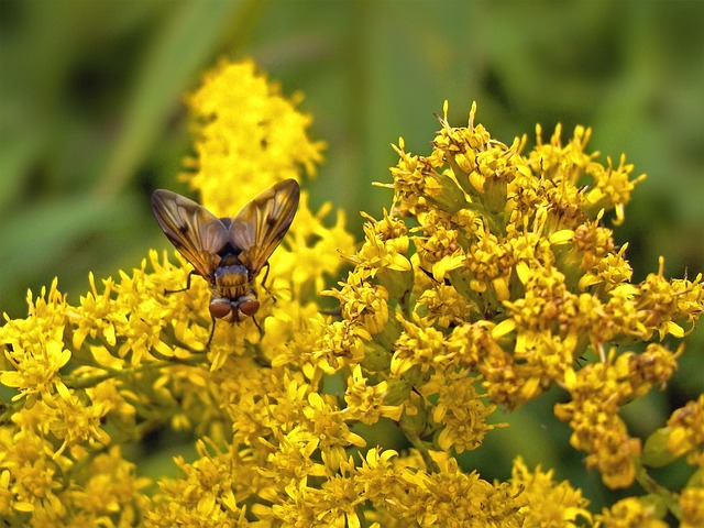 Fliege, Schöne Blumen, Blumentapete