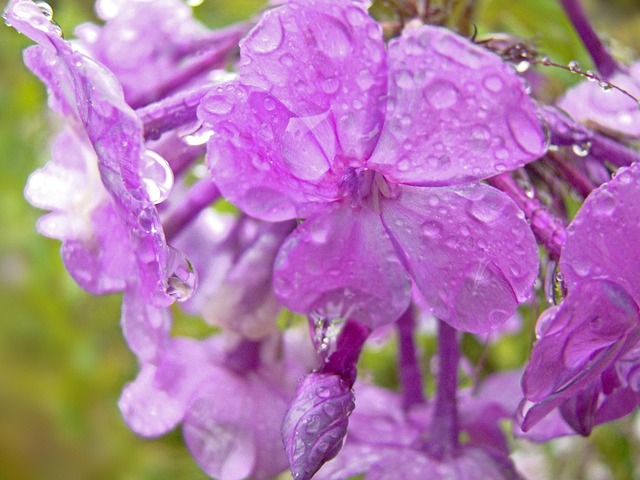 Lila, Blumen, Schließen, Tropfen