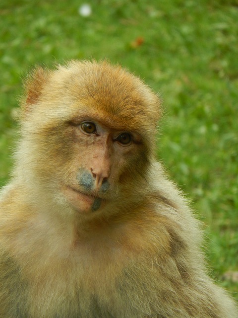 Free Monkey Zoo photo and picture