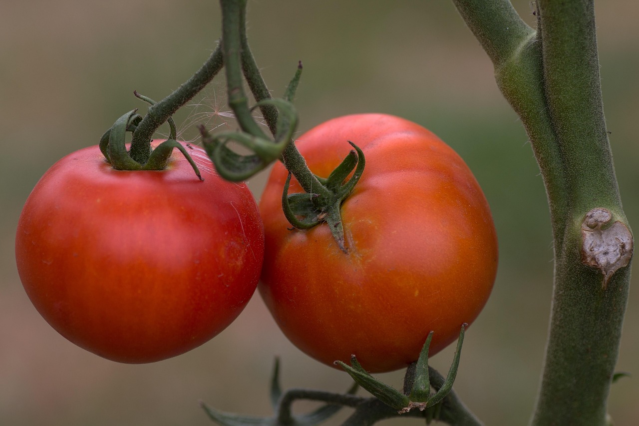 Fruit Tomatoes Tomato Panicle Free photo on Pixabay Pixabay