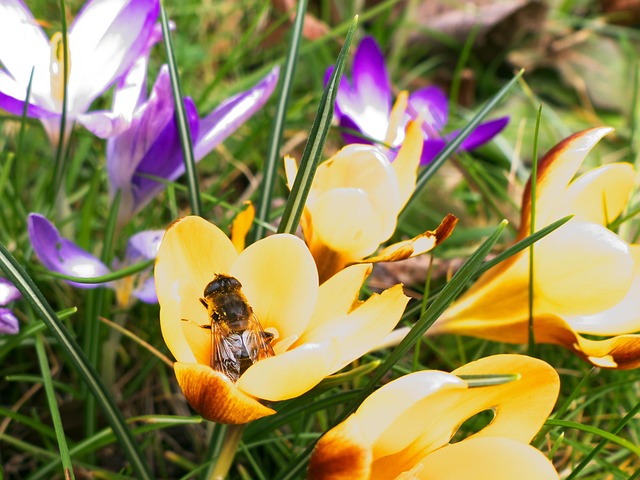 Free Bee Flower photo and picture