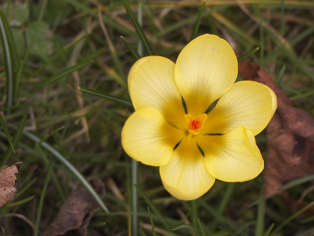 Free Flower Summer photo and picture