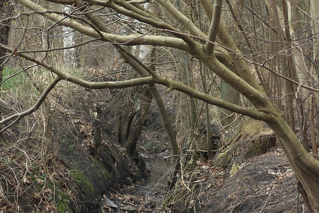 Free Forest Bach photo and picture