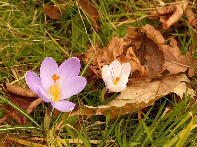 Free Flower Meadow photo and picture