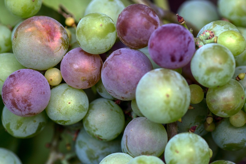 Grapes Macro Immature Free photo on Pixabay