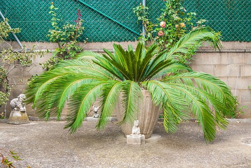 Free Green Plant Plant photo and picture