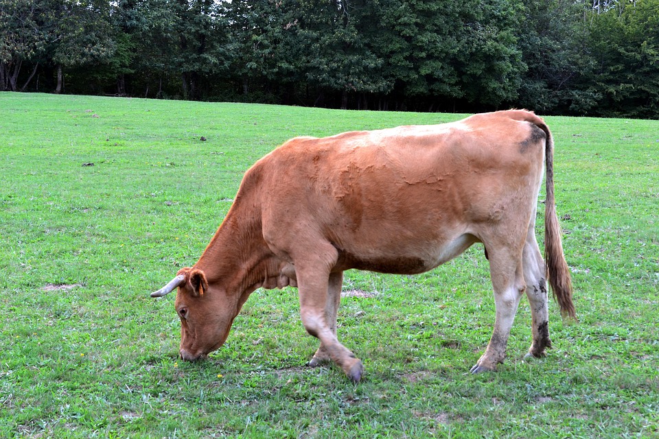 Cow Graze Ruminate Free photo on Pixabay Pixabay