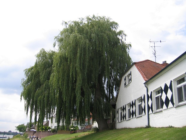 Free Tree Niederrhein photo and picture