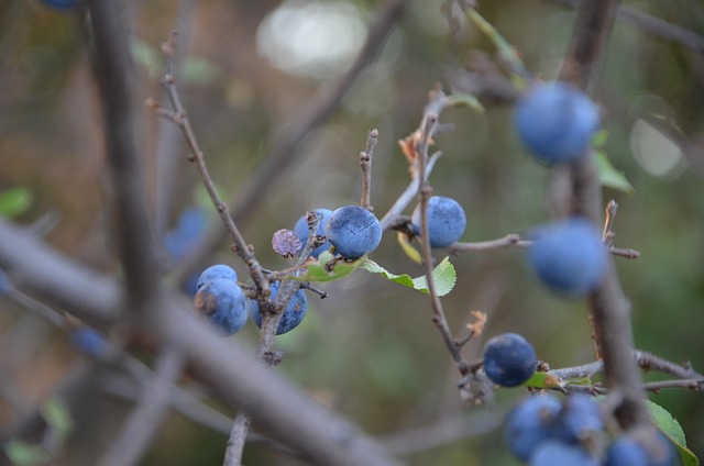 Free Blue Berry Wild Plum photo and picture