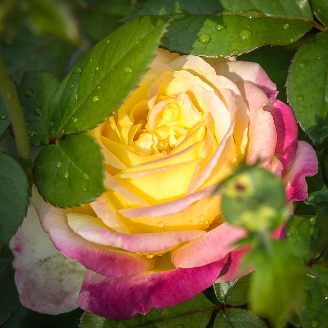 rose, drops, blossom, bloom, water, rose flower, nature, pullmann orient express, rain, waterdrop, raindrop, water pearls, rose blossom, romantic, raindrop rose, pink, yellow, love, valentine's day