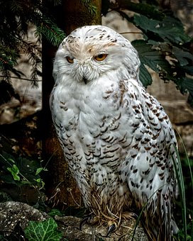 snowy owl images pixabay download free pictures