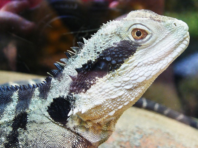 Free Lizard Iguana photo and picture