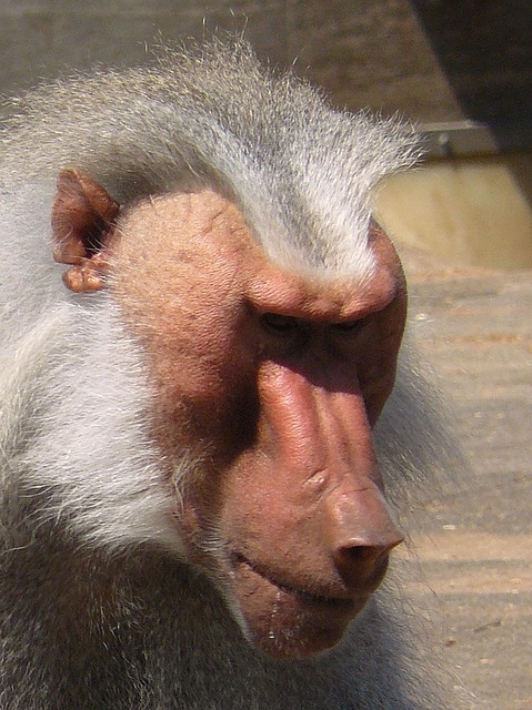 Free Ape Baboon photo and picture