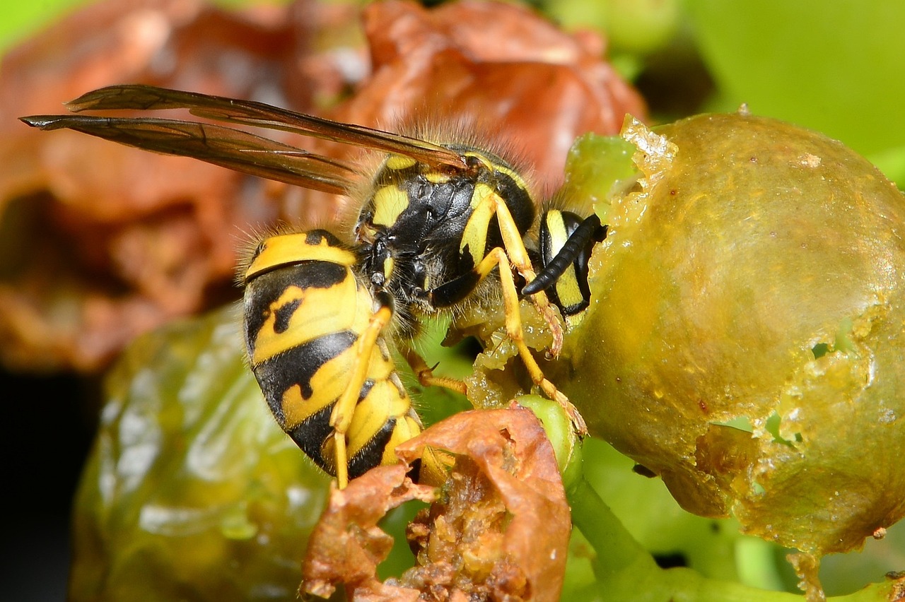 Wasp Eats Grapes - free online jigsaw puzzle photo