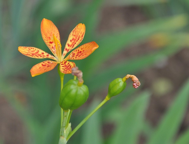 Free Flower Bloom photo and picture