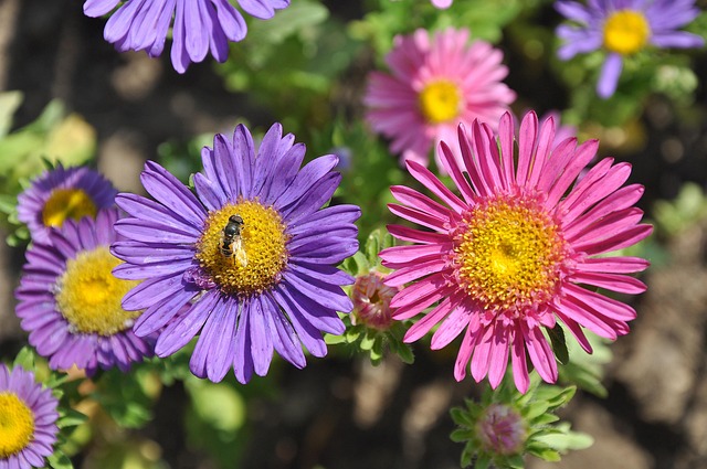 Free Flower Gardens photo and picture