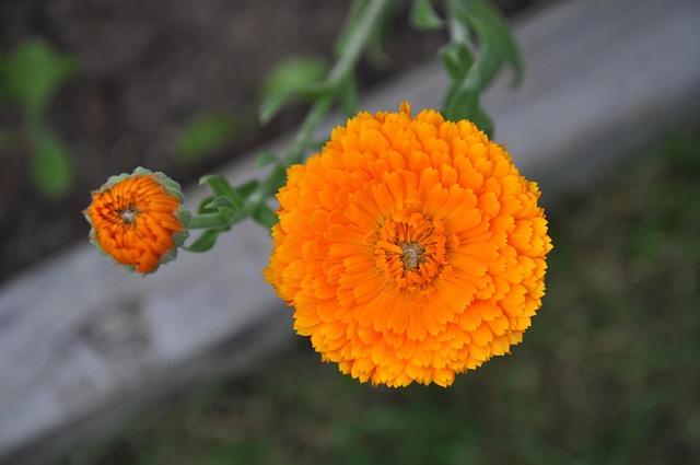 Free Flower Marigold Garden photo and picture