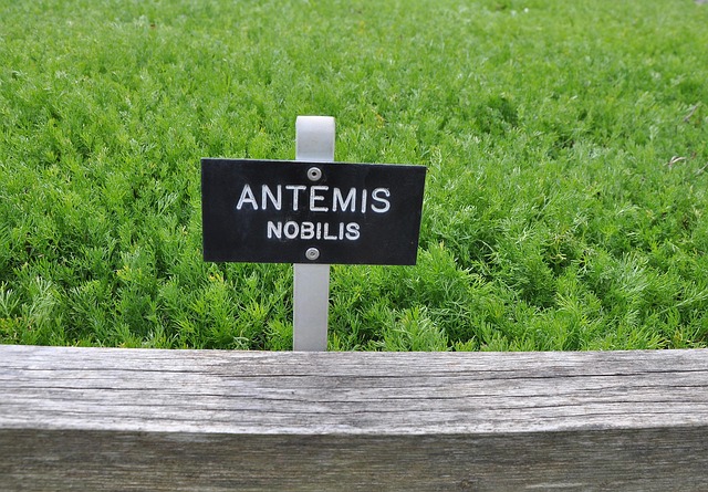 Free Plant Herb photo and picture