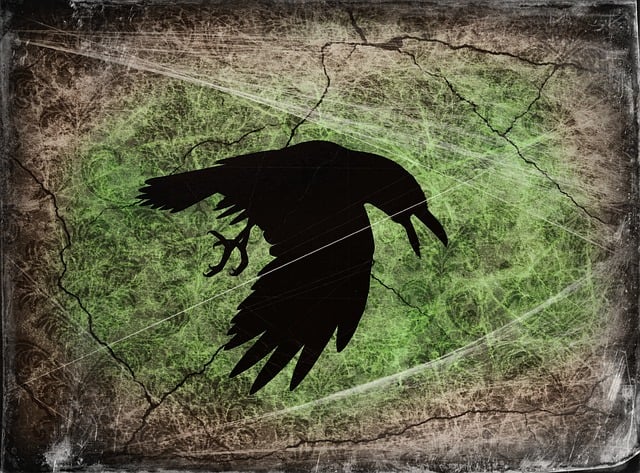 Ravn, Fugl, Svart, Kråke, Dyr, Natur