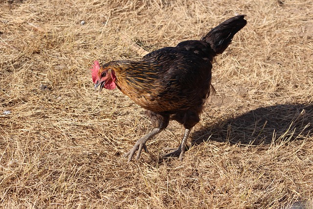 Free Farm Animal photo and picture