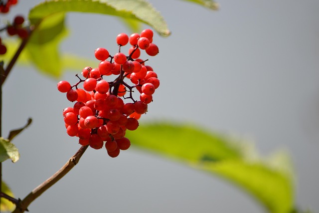 Free Flower Nature photo and picture