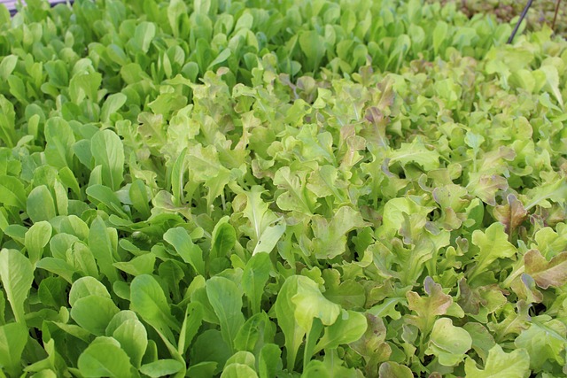 Free Green Lettuce photo and picture