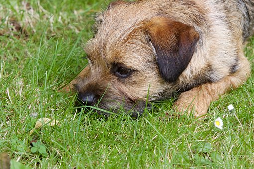 The Border Terrier Excels at Agility