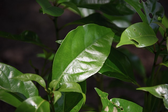 Free Camphor Tree Leaf photo and picture