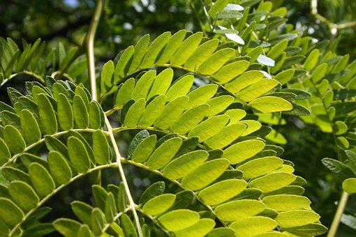 Free Fern Green photo and picture
