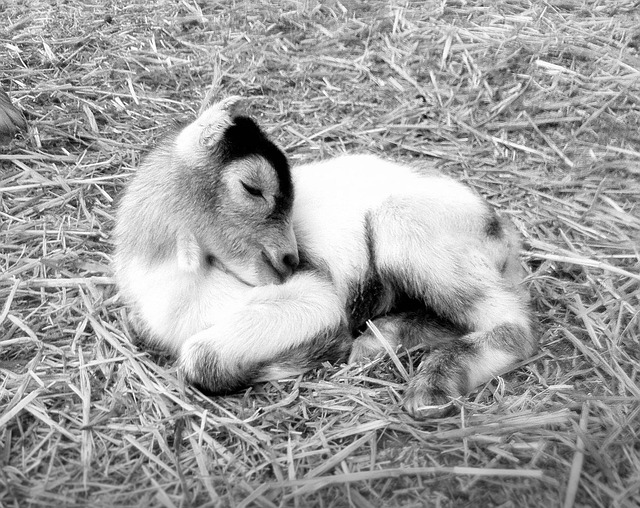 Free Animals Goat photo and picture
