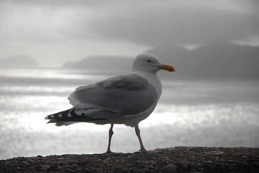 Gaviota, Irlanda, Valle Arbolado