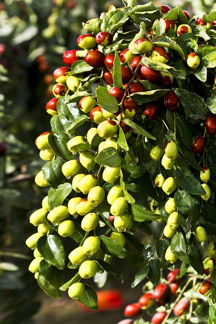 Free Red Dates Food photo and picture
